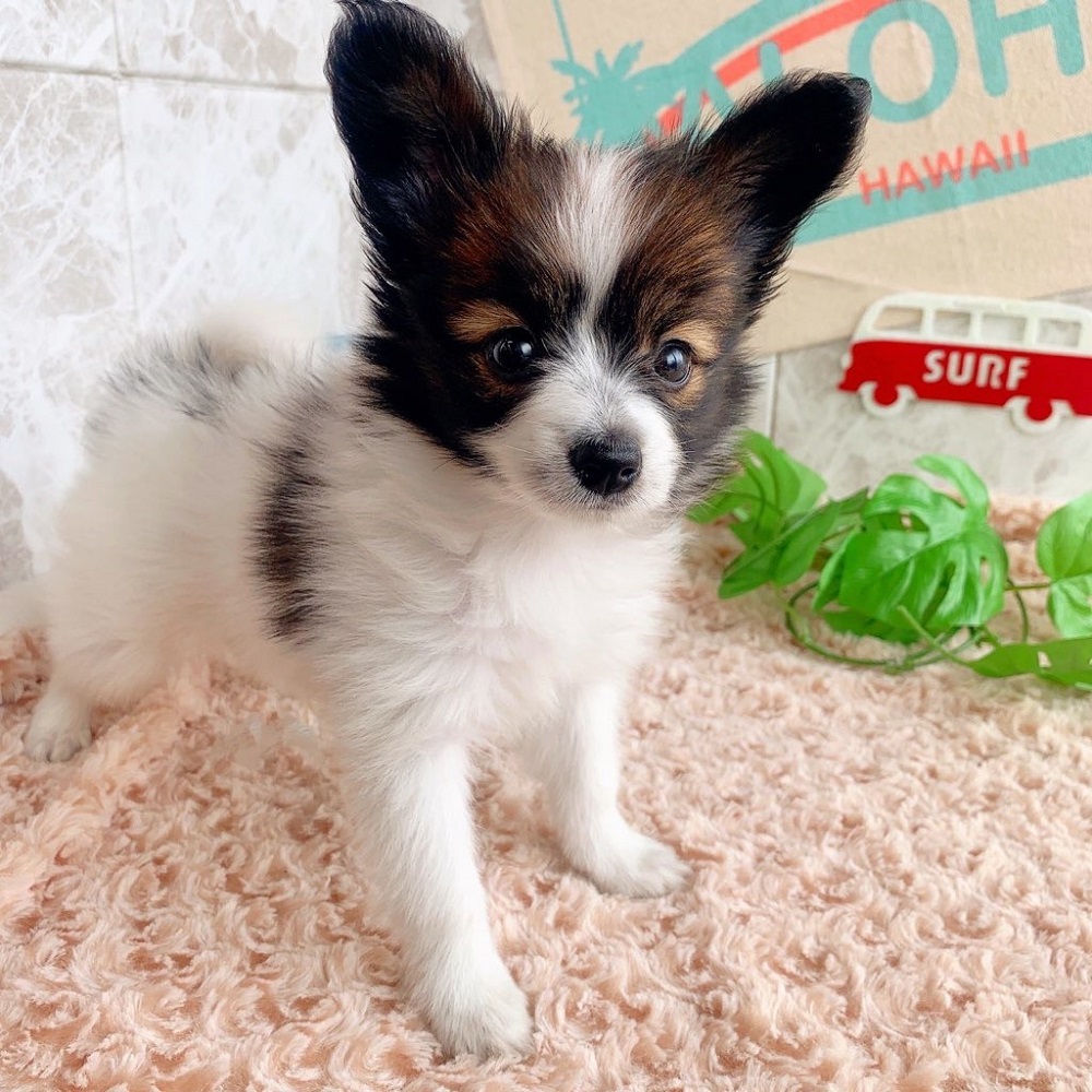 パピヨンの子犬一覧 ペットショップ 犬の家
