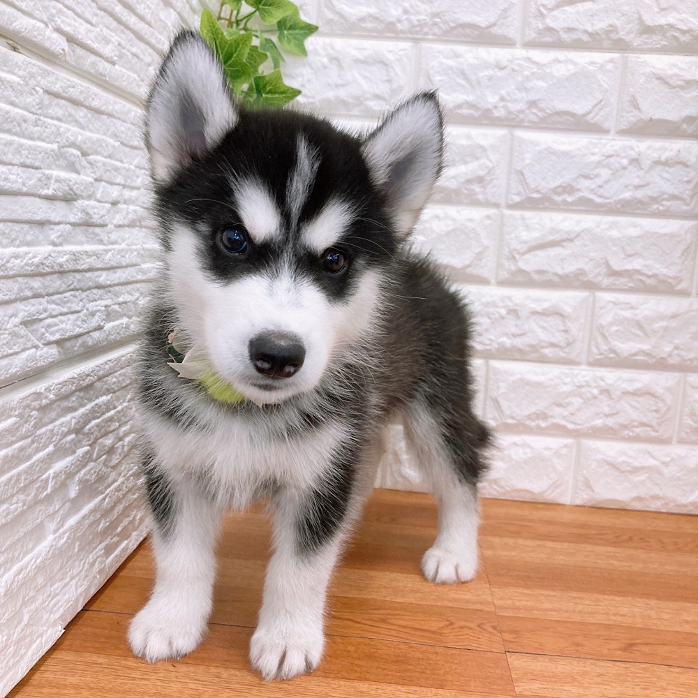 シベリアンハスキー ブラック ホワイト 男の子のご紹介 ペットショップ 犬の家