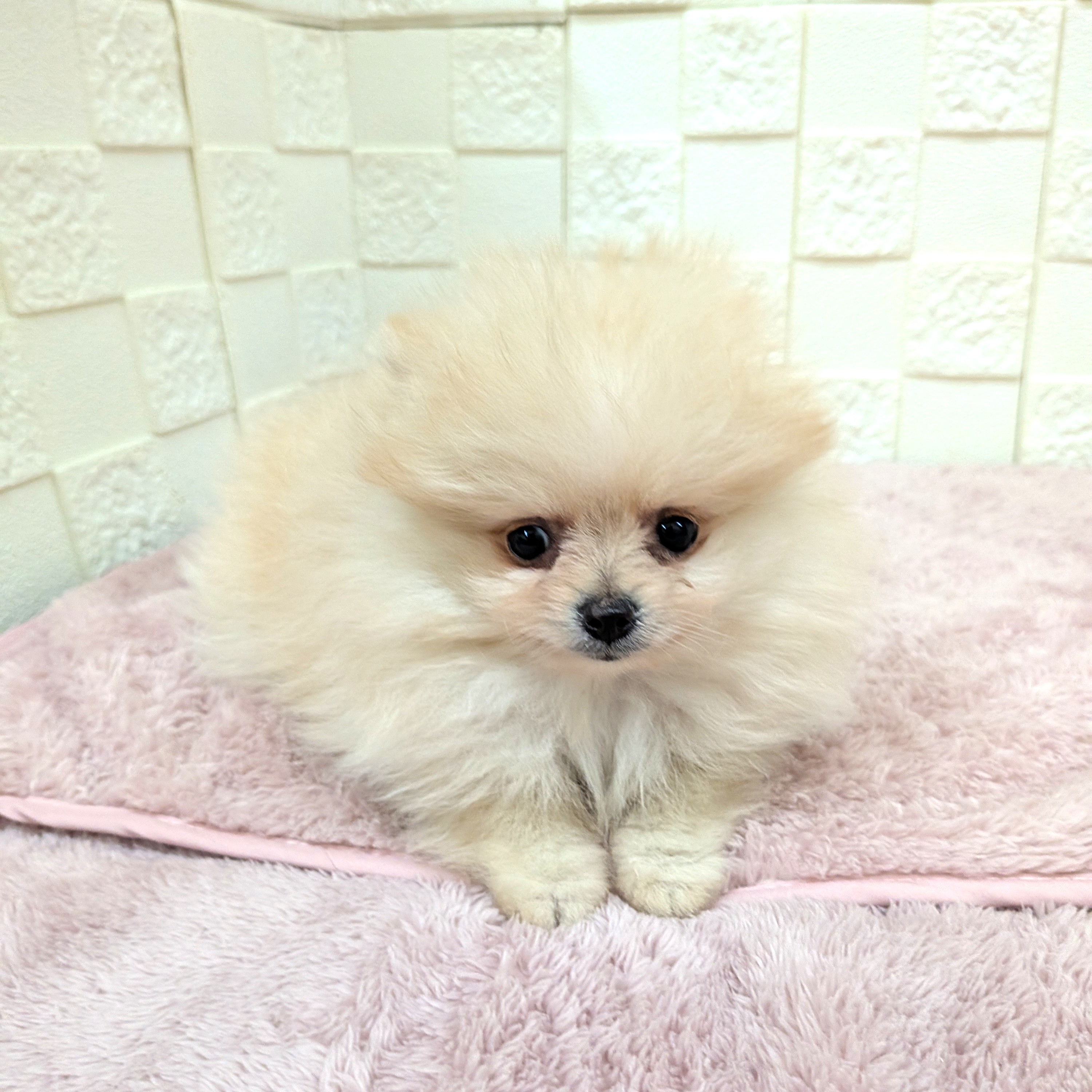 愛知県のポメラニアン (犬の家＆猫の里碧南店/2025年11月25日生まれ/女の子/クリーム)の子犬の2枚目の画像