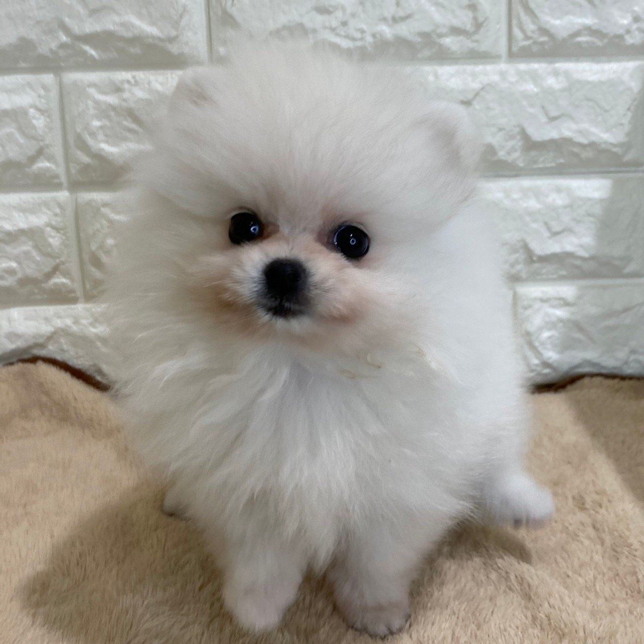 ポメラニアン女の子の写真