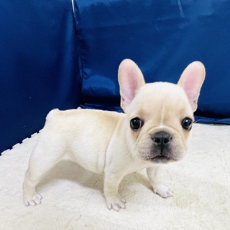 愛知県のフレンチブルドッグ (犬の家＆猫の里一宮店/2026年1月27日生まれ/女の子/クリーム)の子犬の1枚目の画像