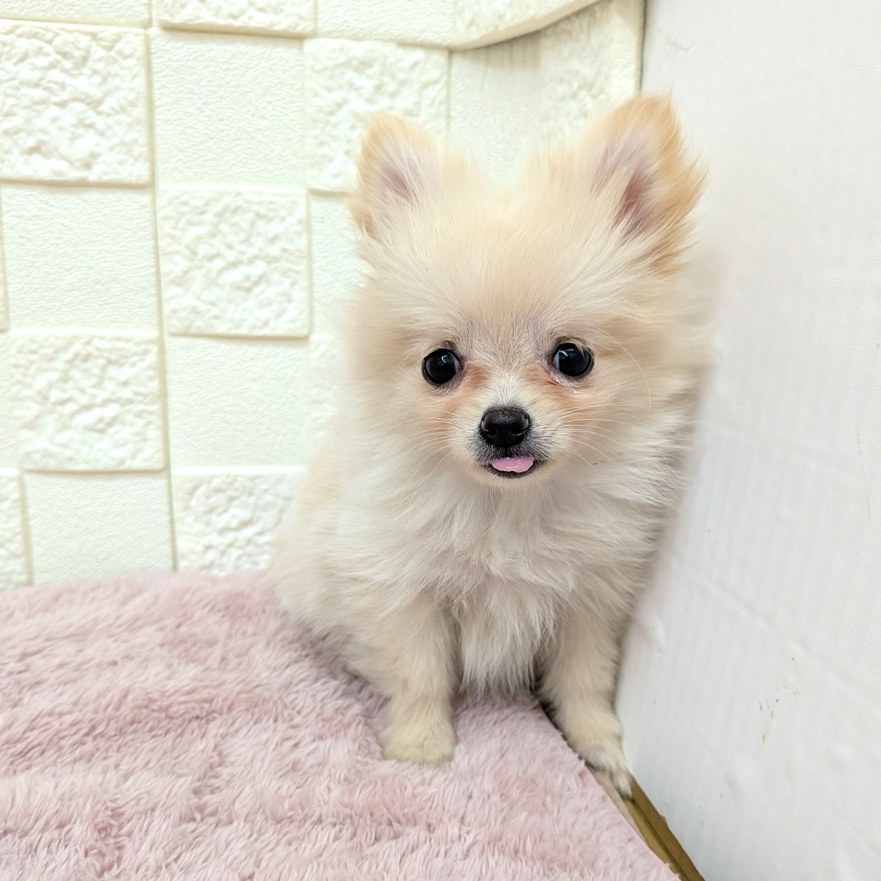 愛知県のポメチワ/チワポメ/ポメチー(ポメラニアン×チワワ) (犬の家＆猫の里碧南店/2025年11月16日生まれ/女の子/クリーム)の子犬の2枚目の画像