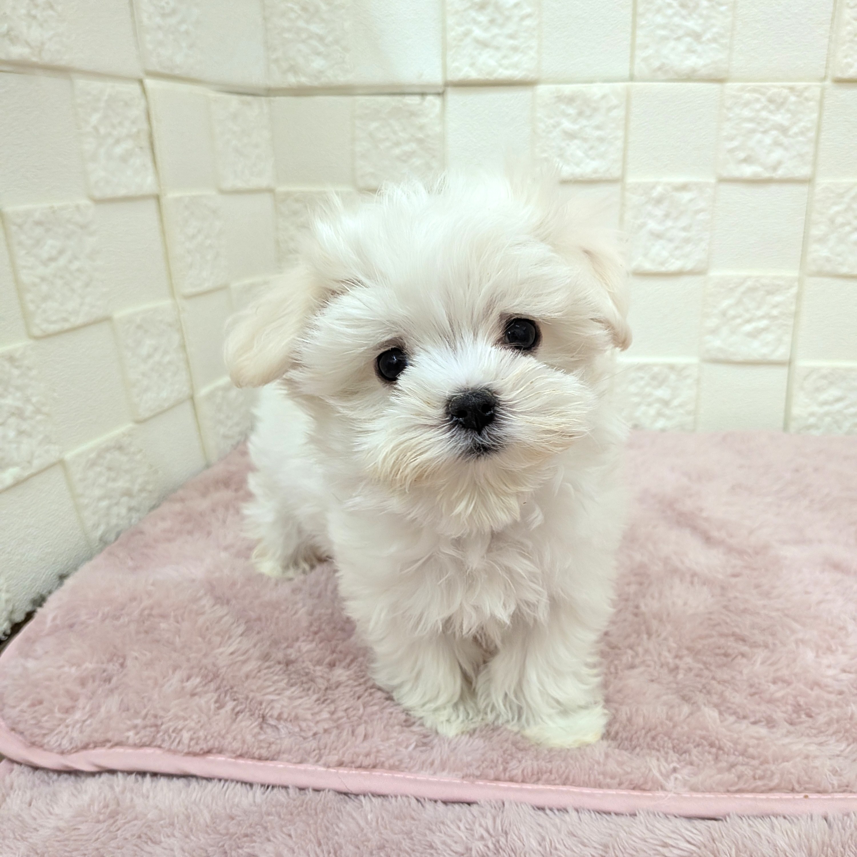 マルチーズ男の子の写真