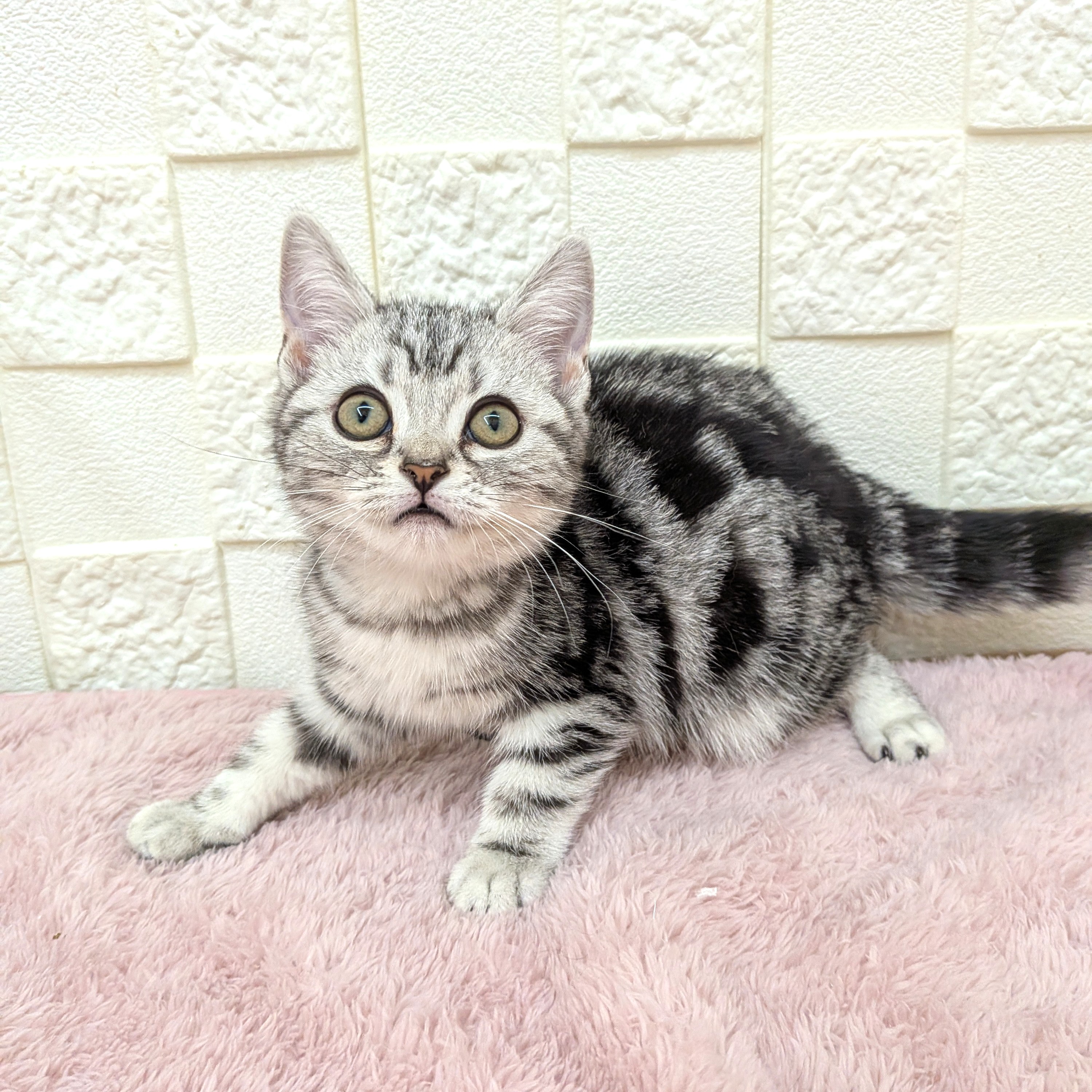 愛知県のアメリカンショートヘアー (犬の家＆猫の里碧南店/2025年11月14日生まれ/女の子/シルバータビー)の子猫の2枚目の画像