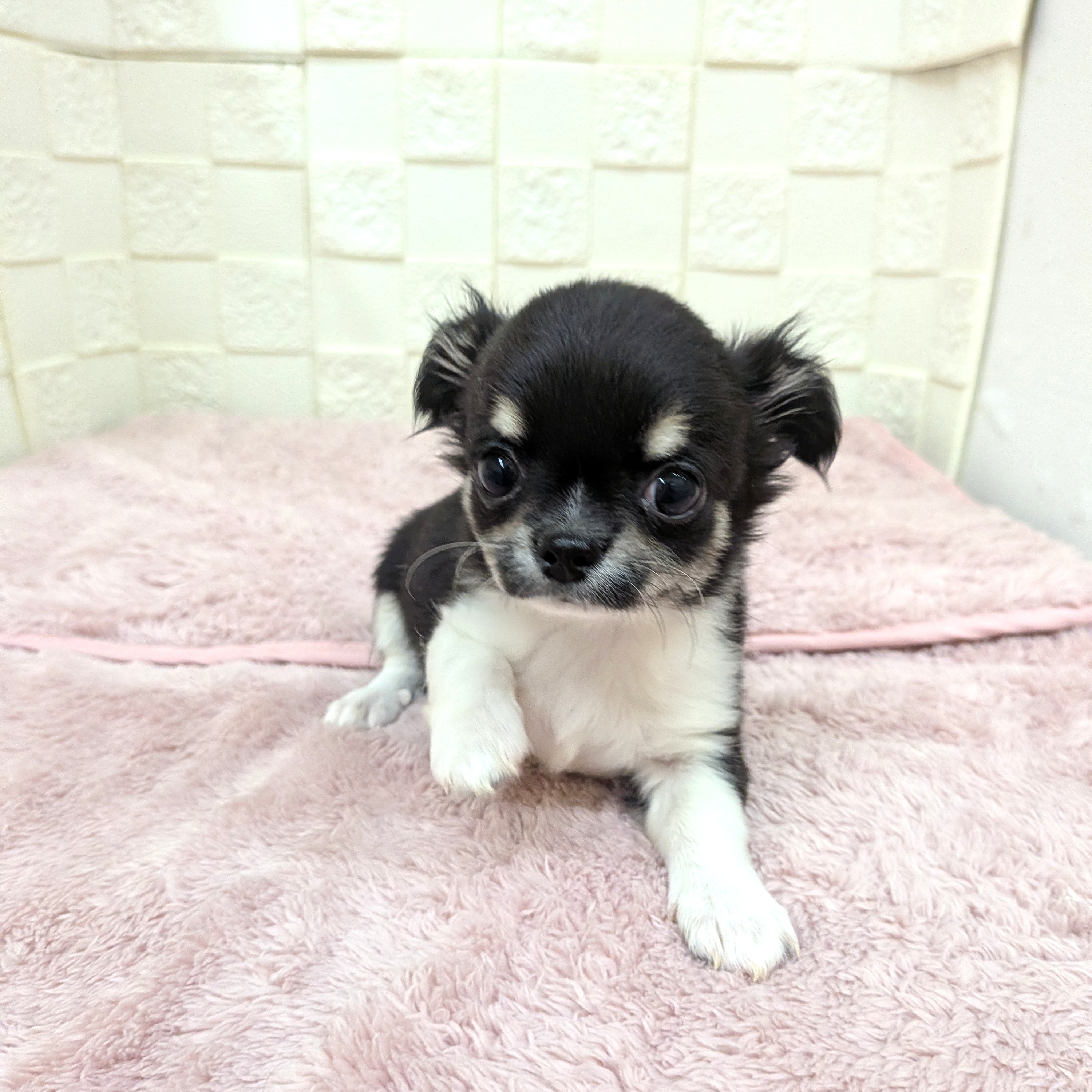 愛知県のチワワ(ロング) (犬の家＆猫の里碧南店/2025年11月14日生まれ/男の子/ブラッククリームホワイト)の子犬の2枚目の画像