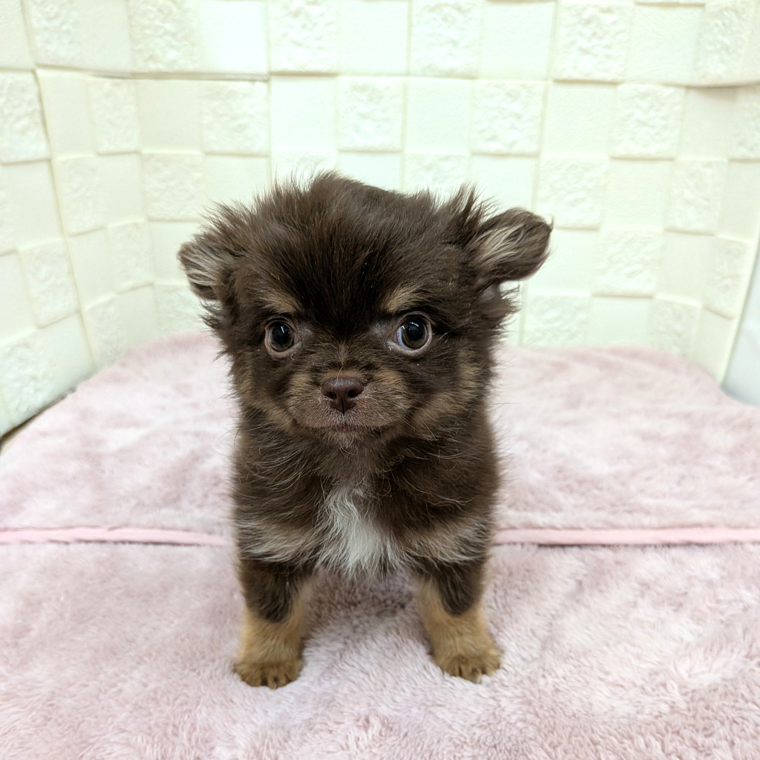 愛知県のポメチワ/チワポメ/ポメチー(ポメラニアン×チワワ) (犬の家＆猫の里碧南店/2025年11月10日生まれ/男の子/チョコレートタン)の子犬の2枚目の画像
