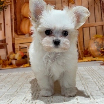 福岡県のチワマル/マルチワ(チワワ×マルチーズ) (犬の家＆猫の里トリアス久山店/2025年8月10日生まれ/男の子/ホワイト)の子犬の2枚目の画像