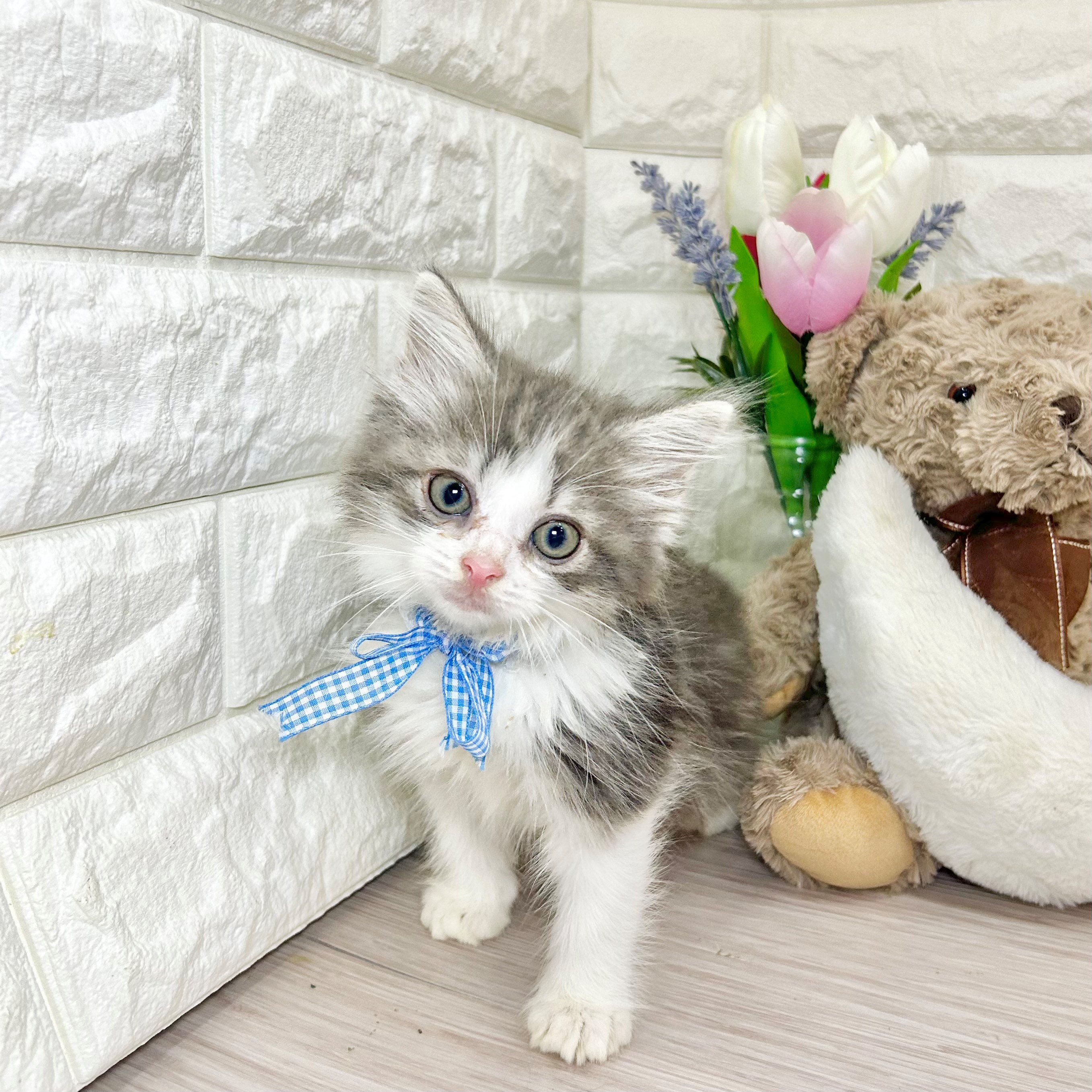 ノルウェージャンフォレストキャット男の子の写真