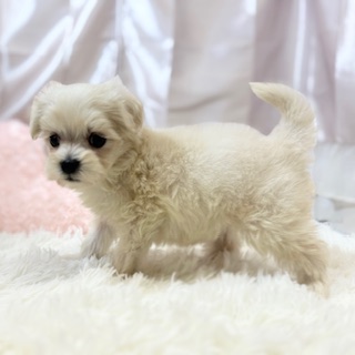 兵庫県のマルプー(マルチーズ×プードル) (犬の家＆猫の里カナート西神戸店/2025年11月21日生まれ/女の子/クリーム)の子犬の2枚目の画像
