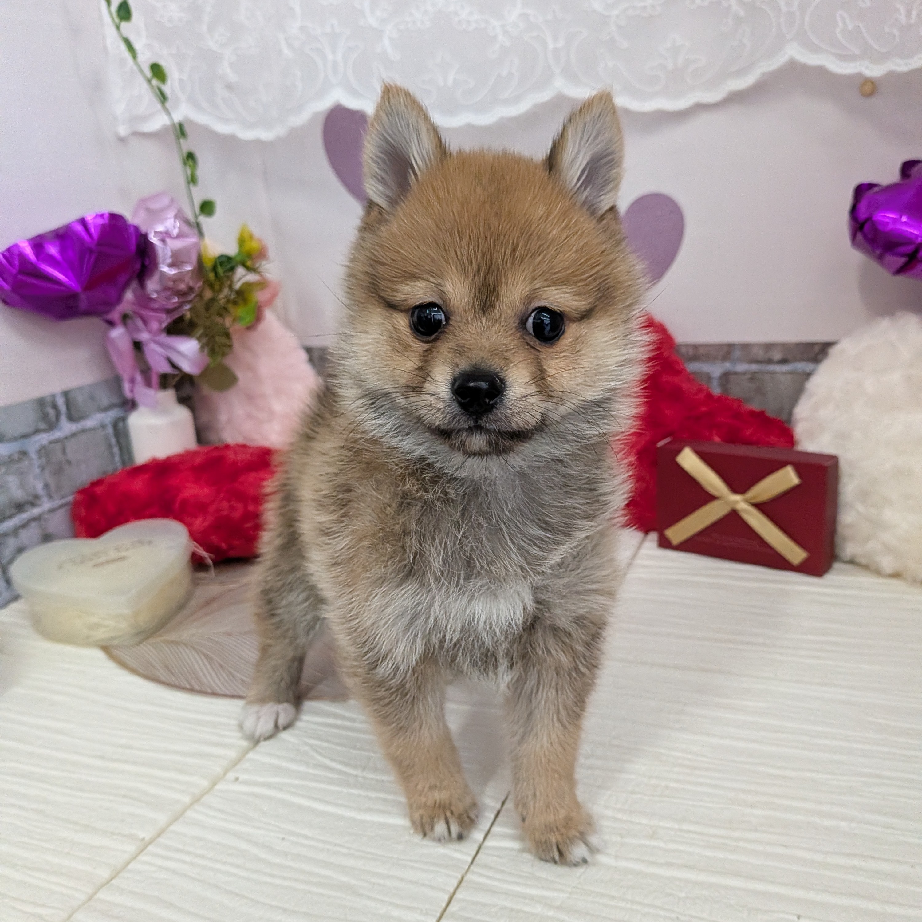 愛知県のポメ柴/豆ポメ/ポメ豆柴(ポメラニアン×柴犬) (犬の家＆猫の里碧南店/2025年11月21日生まれ/女の子/赤)の子犬の1枚目の画像