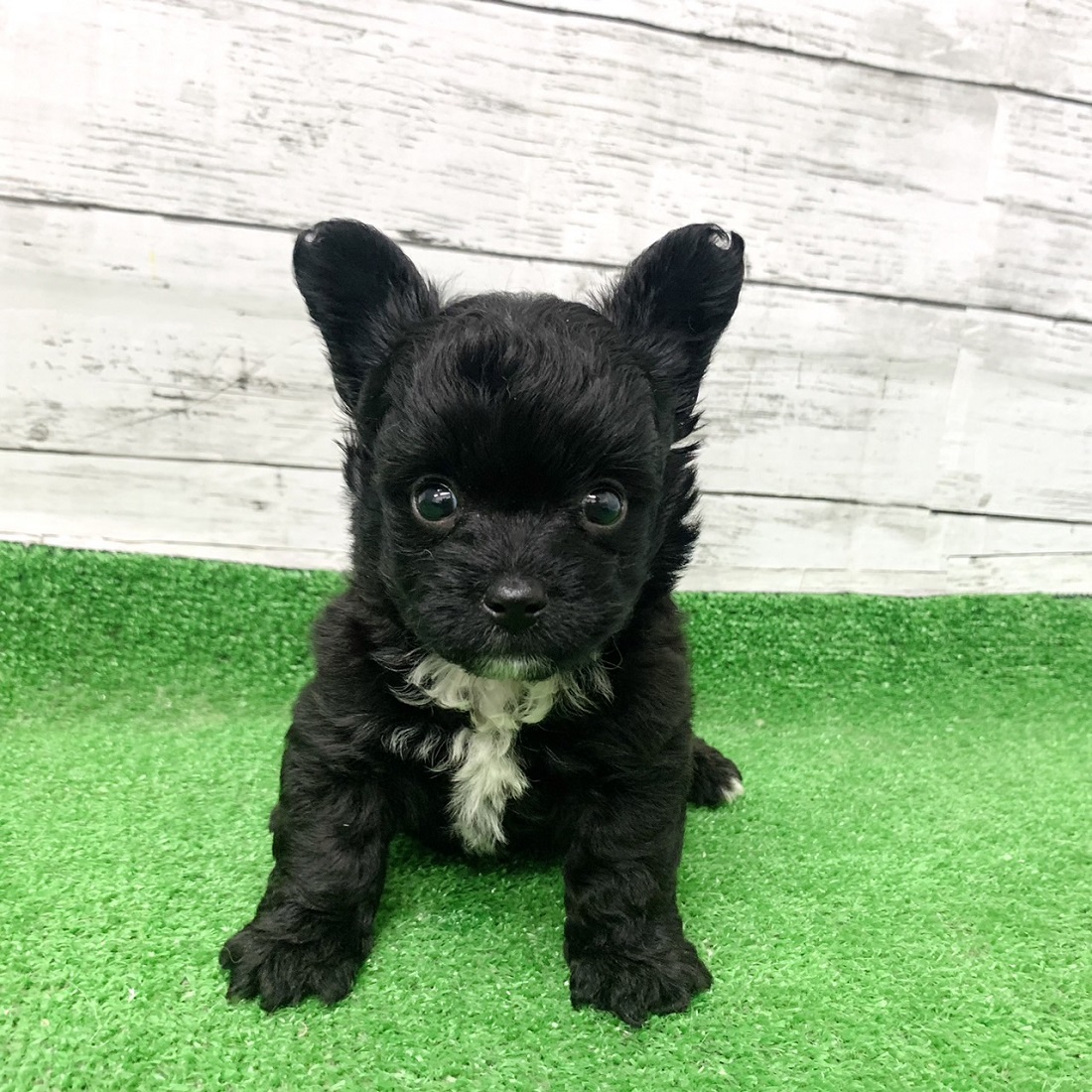 ハーフ犬男の子の写真