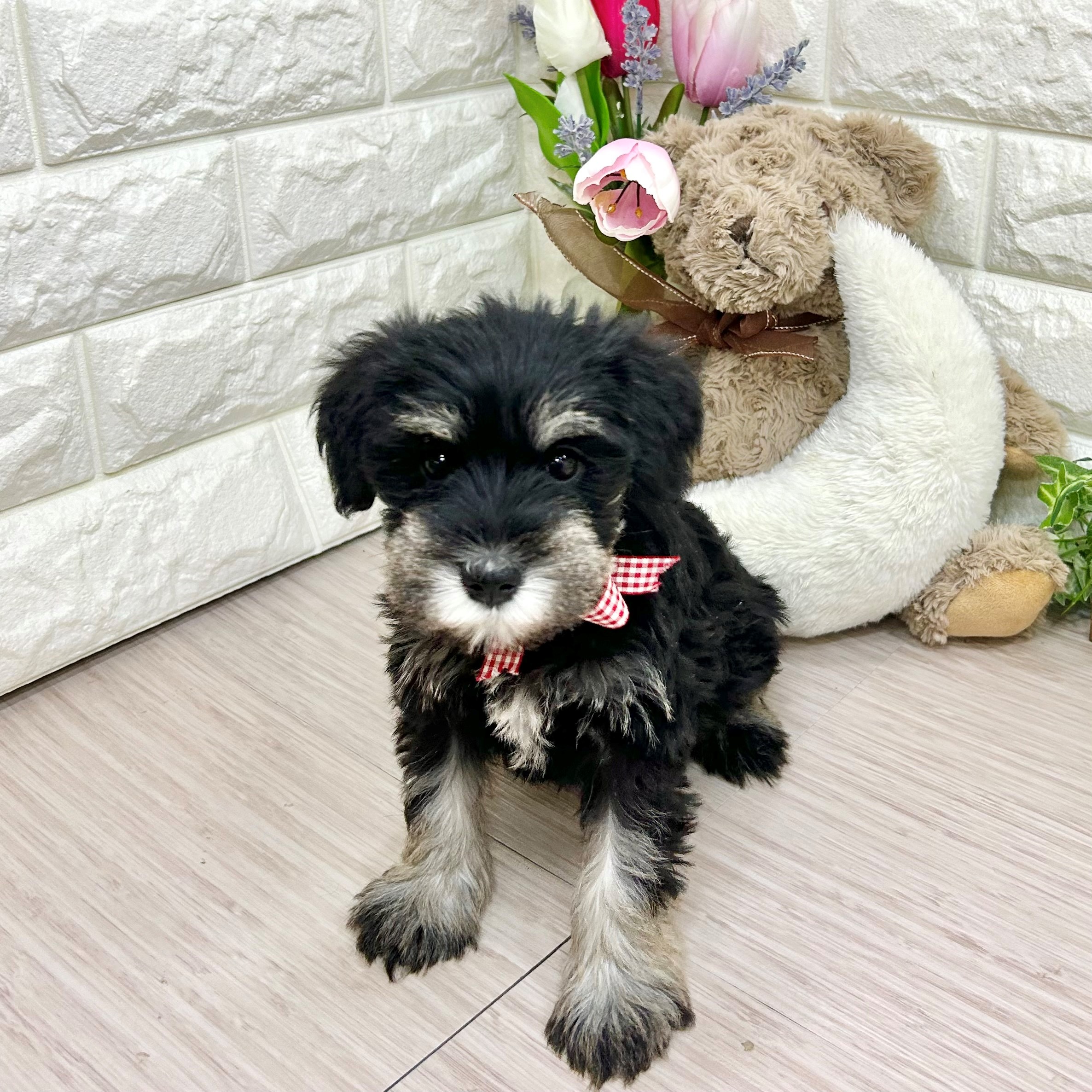 神戸店でミニチュアシュナウザー(ルルちゃん)をお迎えのお客様の声