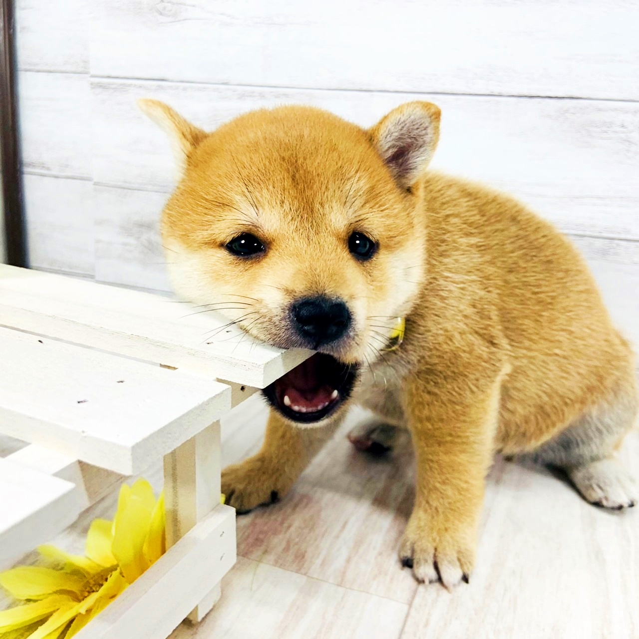 生体画像2