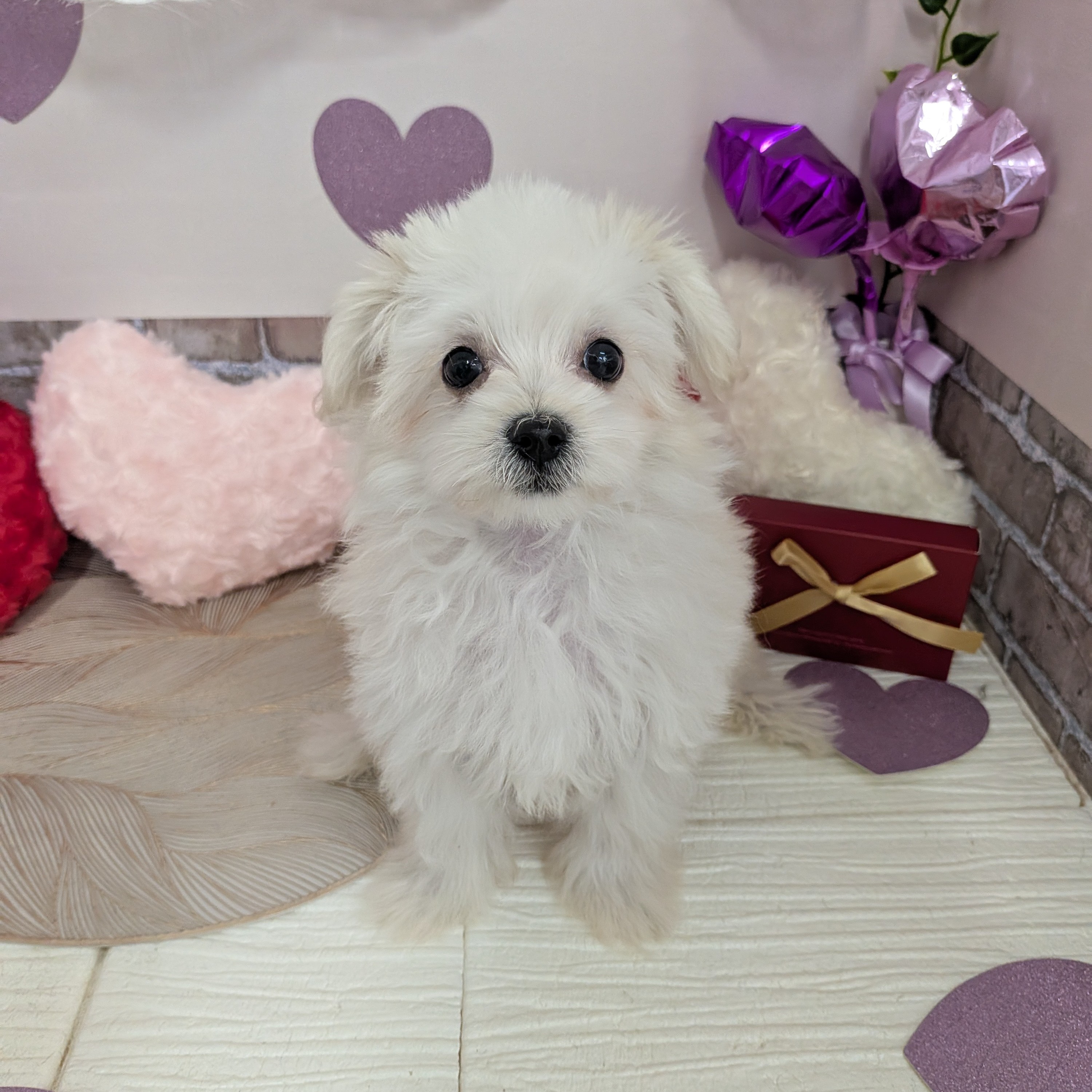 愛知県のマルプー(マルチーズ×プードル) (犬の家＆猫の里碧南店/2025年11月10日生まれ/男の子/クリーム)の子犬の2枚目の画像