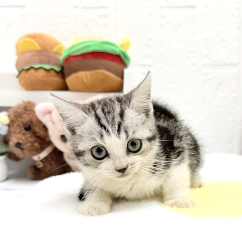 愛知県のアメリカンショートヘアー (犬の家＆猫の里豊川インター店/2026年6月28日生まれ/女の子/シルバータビーホワイト)の子猫の2枚目の画像