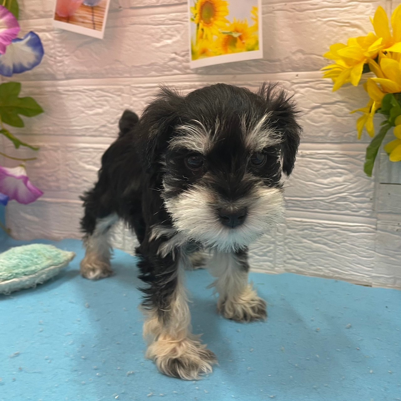 ミニチュアシュナウザーの写真