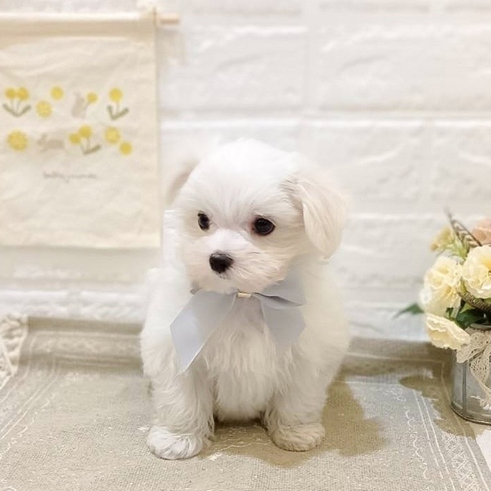 静岡県のマルチーズ (犬の家＆猫の里富士店/2025年6月9日生まれ/男の子/ホワイト)の子犬の1枚目の画像