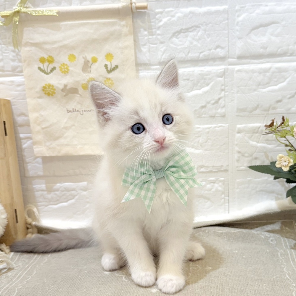 静岡県のラグドール (犬の家＆猫の里富士店/2025年7月8日生まれ/男の子/ブルーポイントバイカラー)の子猫の1枚目の画像