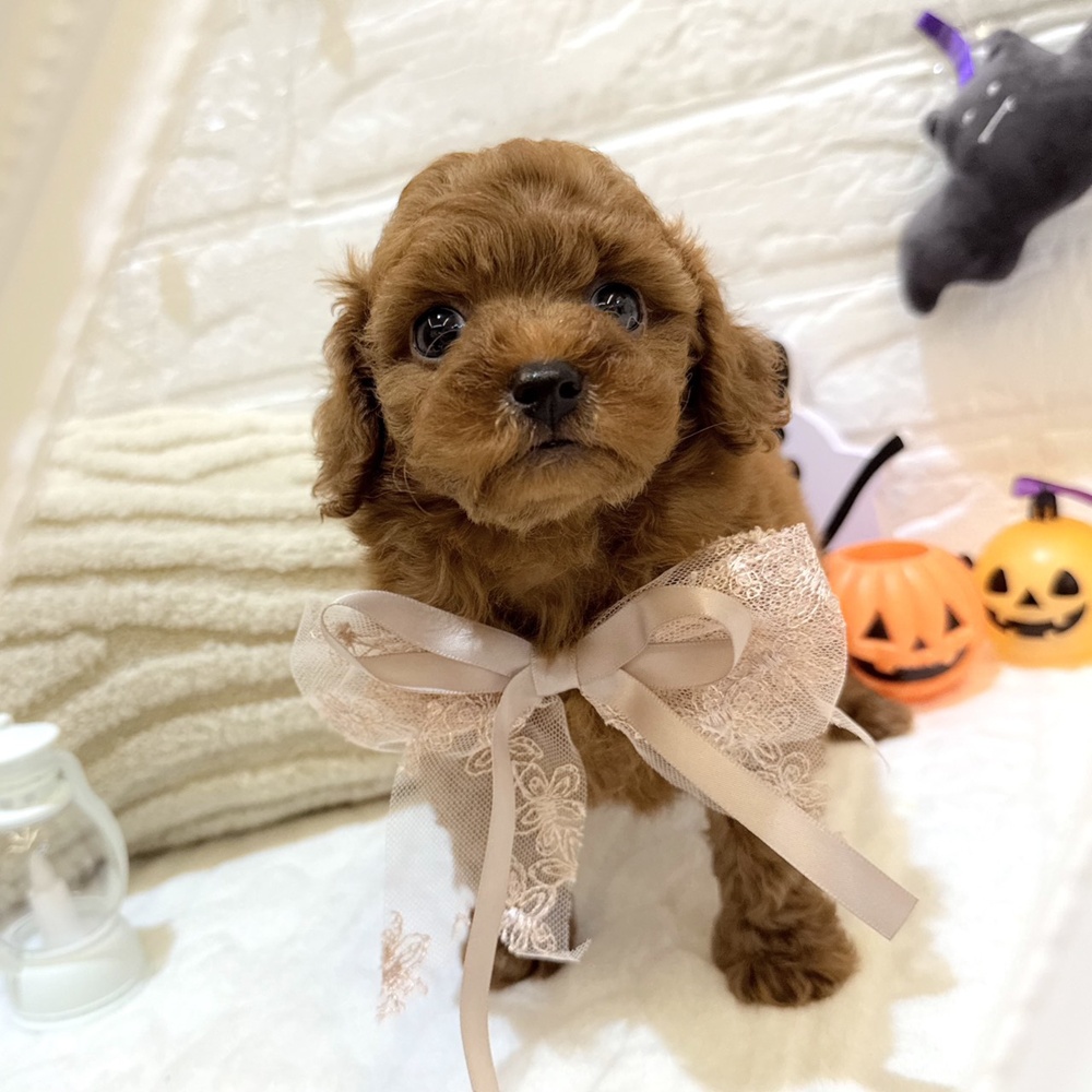 静岡県のトイプードル(トイ) (犬の家＆猫の里富士店/2025年8月8日生まれ/女の子/レッド)の子犬の2枚目の画像