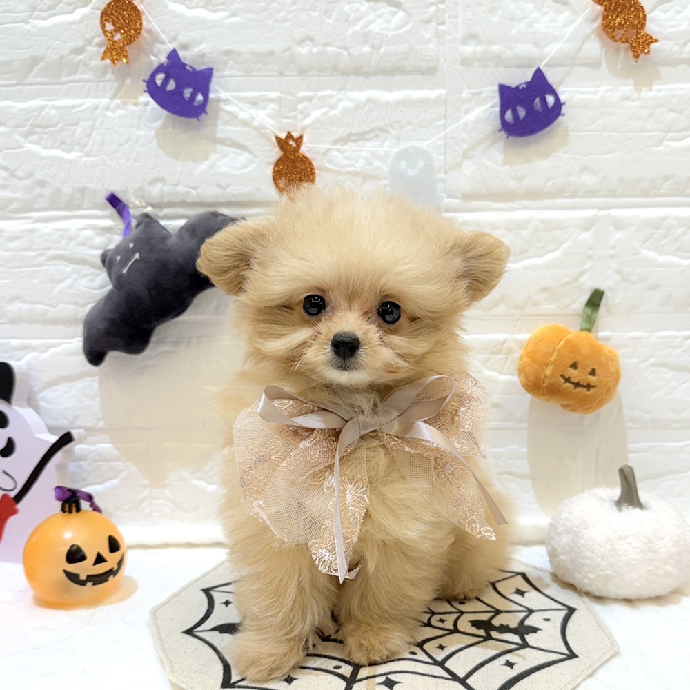 静岡県のポメプー(ポメラニアン×プードル) (犬の家＆猫の里富士店/2025年8月10日生まれ/女の子/クリーム)の子犬