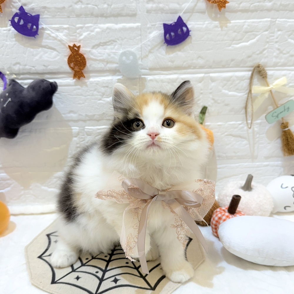 静岡県のブリティッシュロングヘアー (犬の家＆猫の里富士店/2025年8月6日生まれ/女の子/キャリコ)の子猫