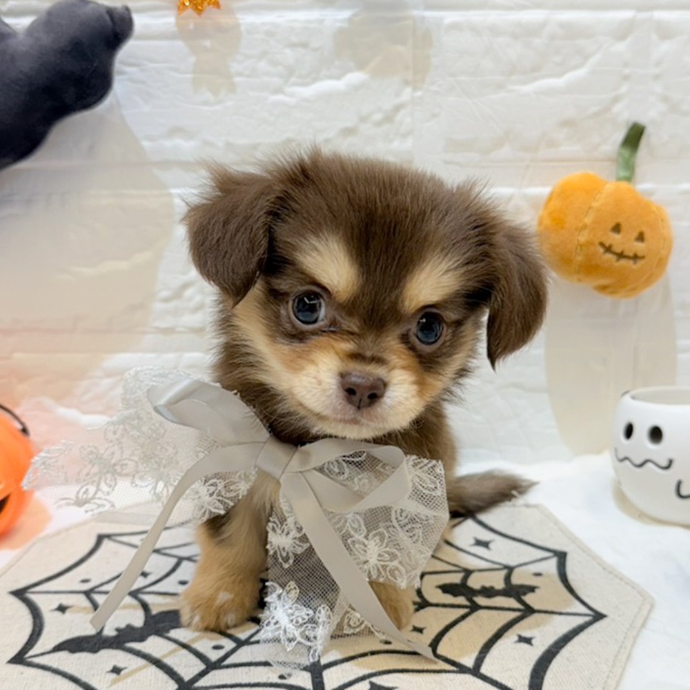 静岡県のチワックス(チワワ×ダックス) (犬の家&猫の里富士店/2025年8月18日生まれ/男の子/チョコレートタン)の子犬