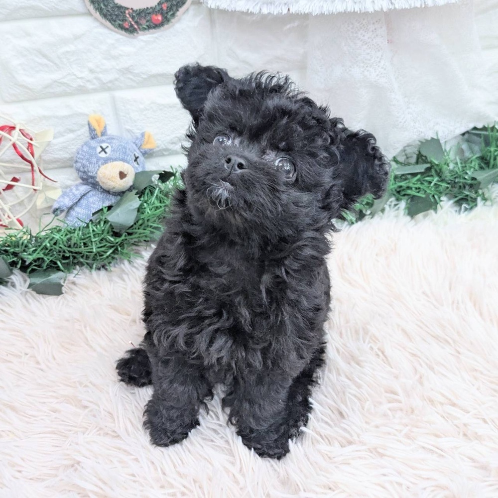 愛知県のチワプー/プーチー(チワワ×プードル) (犬の家＆猫の里MEGAドン・キホーテ東海名和店/2025年10月13日生まれ/女の子/ブラック)の子犬の2枚目の画像