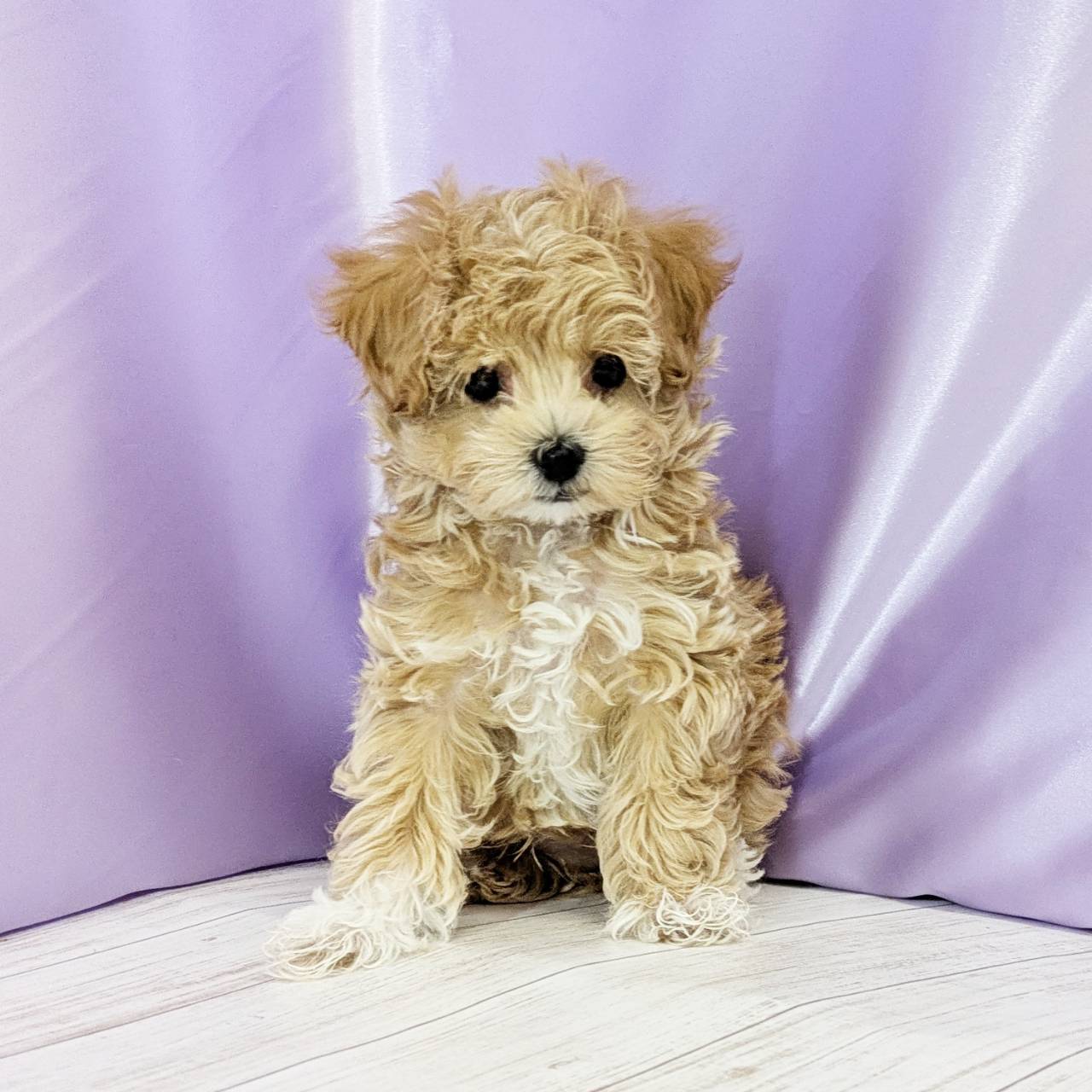 ハーフ犬男の子の写真