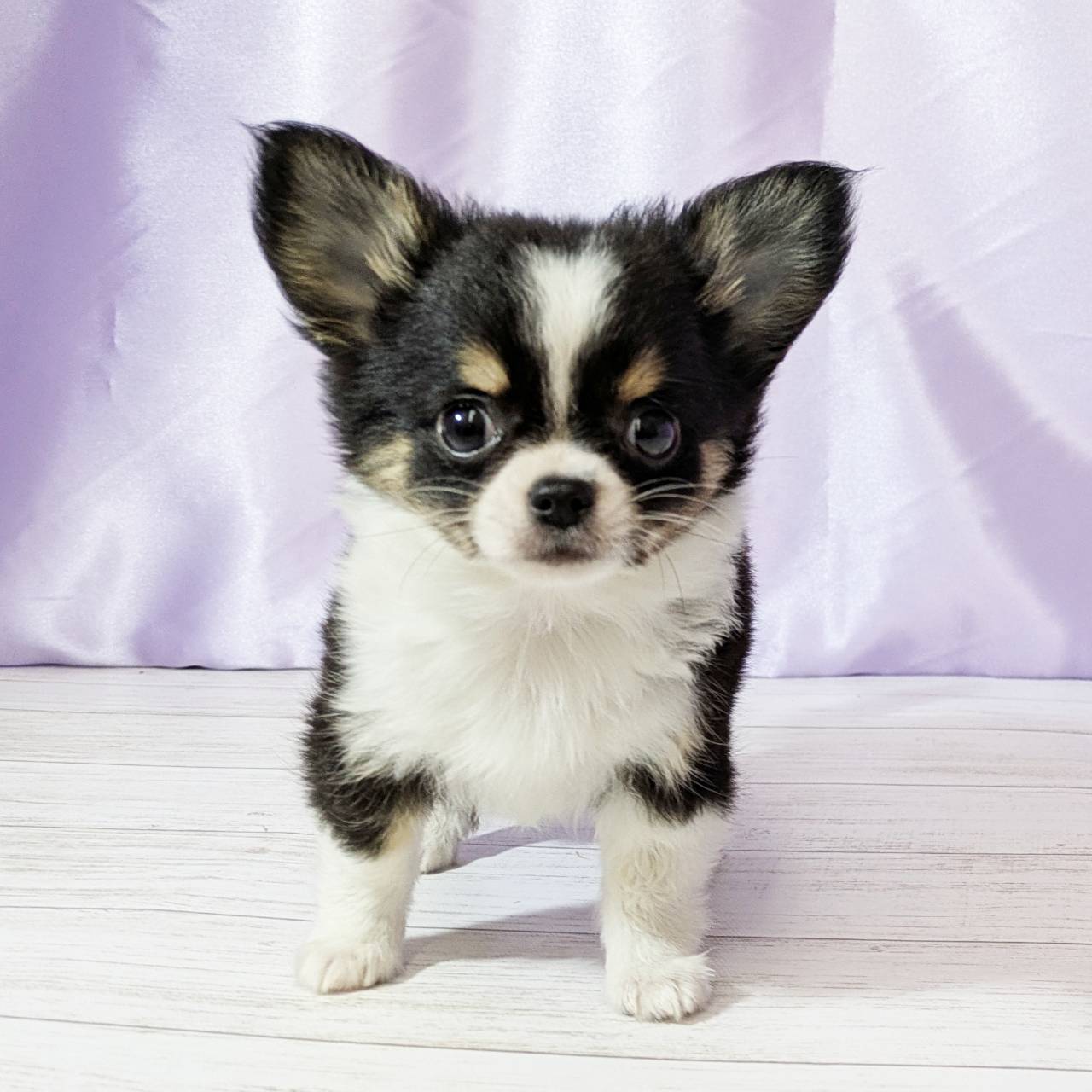 チワワ(ロング)男の子の写真