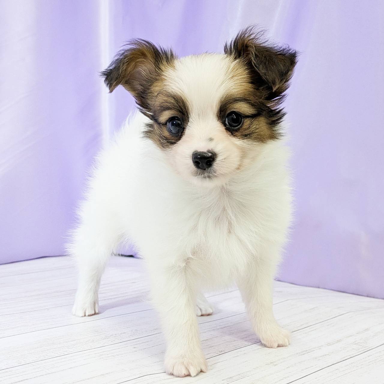 パピヨン男の子の写真