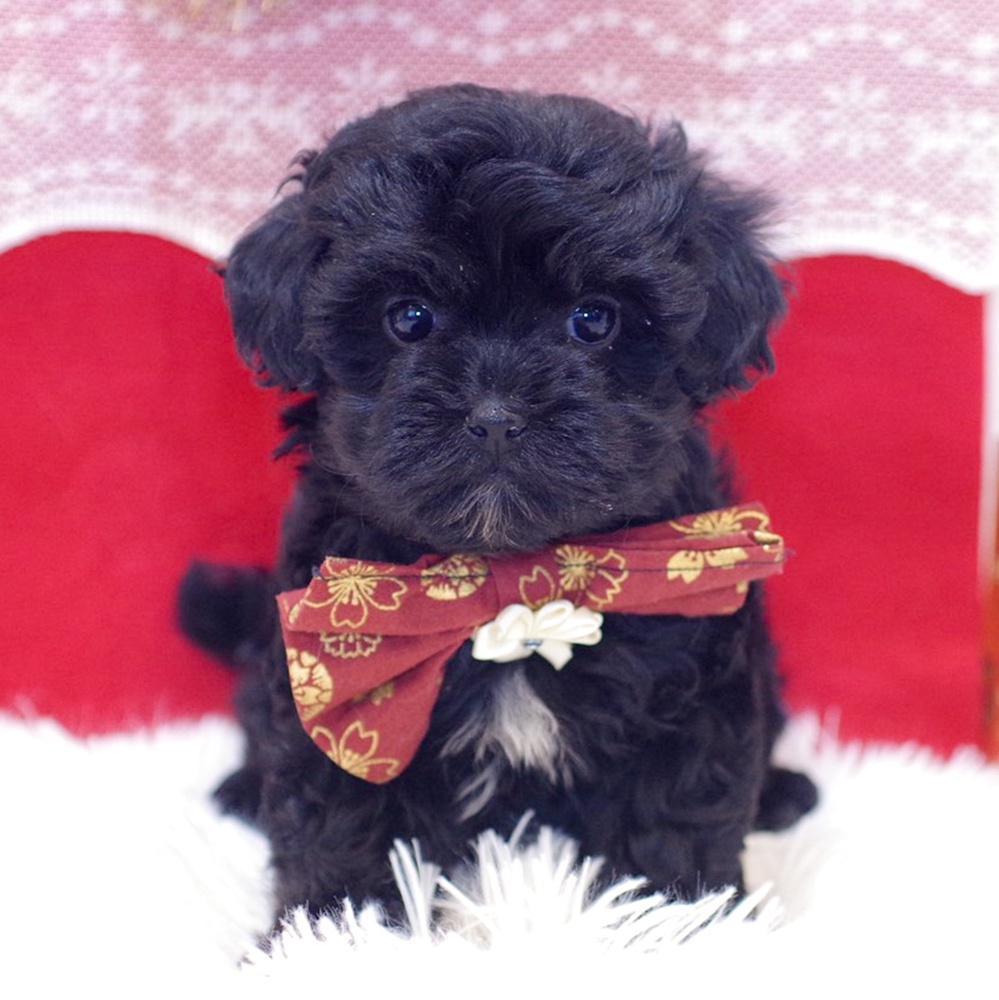 ハーフ犬女の子の写真