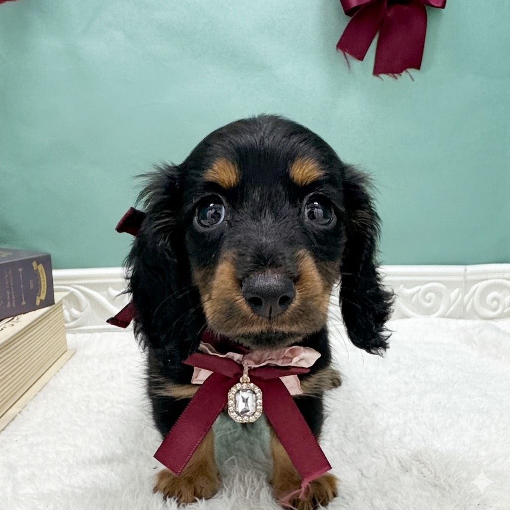 石川県のミニチュアダックスフンド(ロング) (犬の家＆猫の里アミーゴ金沢有松店/2026年4月6日生まれ/女の子/ブラックタン)の子犬の1枚目の画像