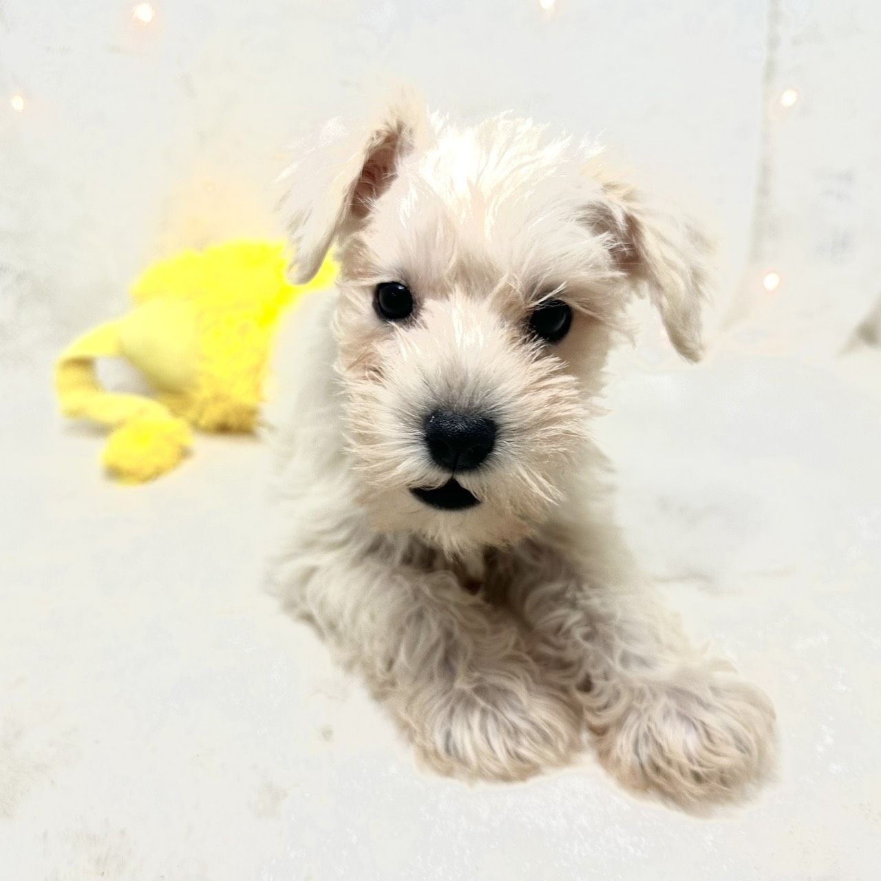 千葉県のミニチュアシュナウザー (犬の家＆猫の里BIGHOPガーデンモール印西店/2026年7月19日生まれ/女の子/ウィートン)の子犬の1枚目の画像