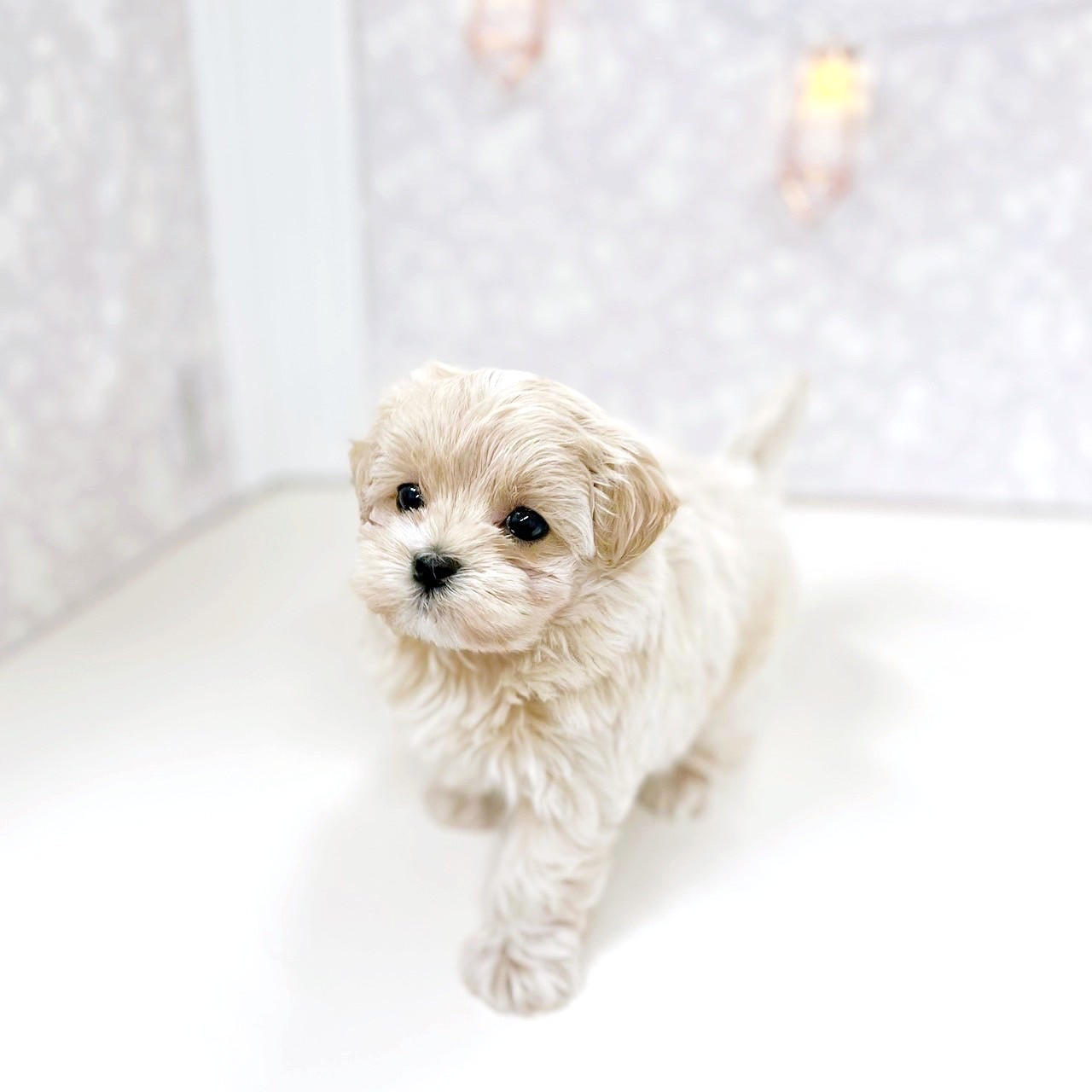 富山県のマルプー(マルチーズ×プードル) (犬の家＆猫の里アミーゴ高岡蓮花寺店/2025年6月23日生まれ/男の子/アプリコット)の子犬の2枚目の画像