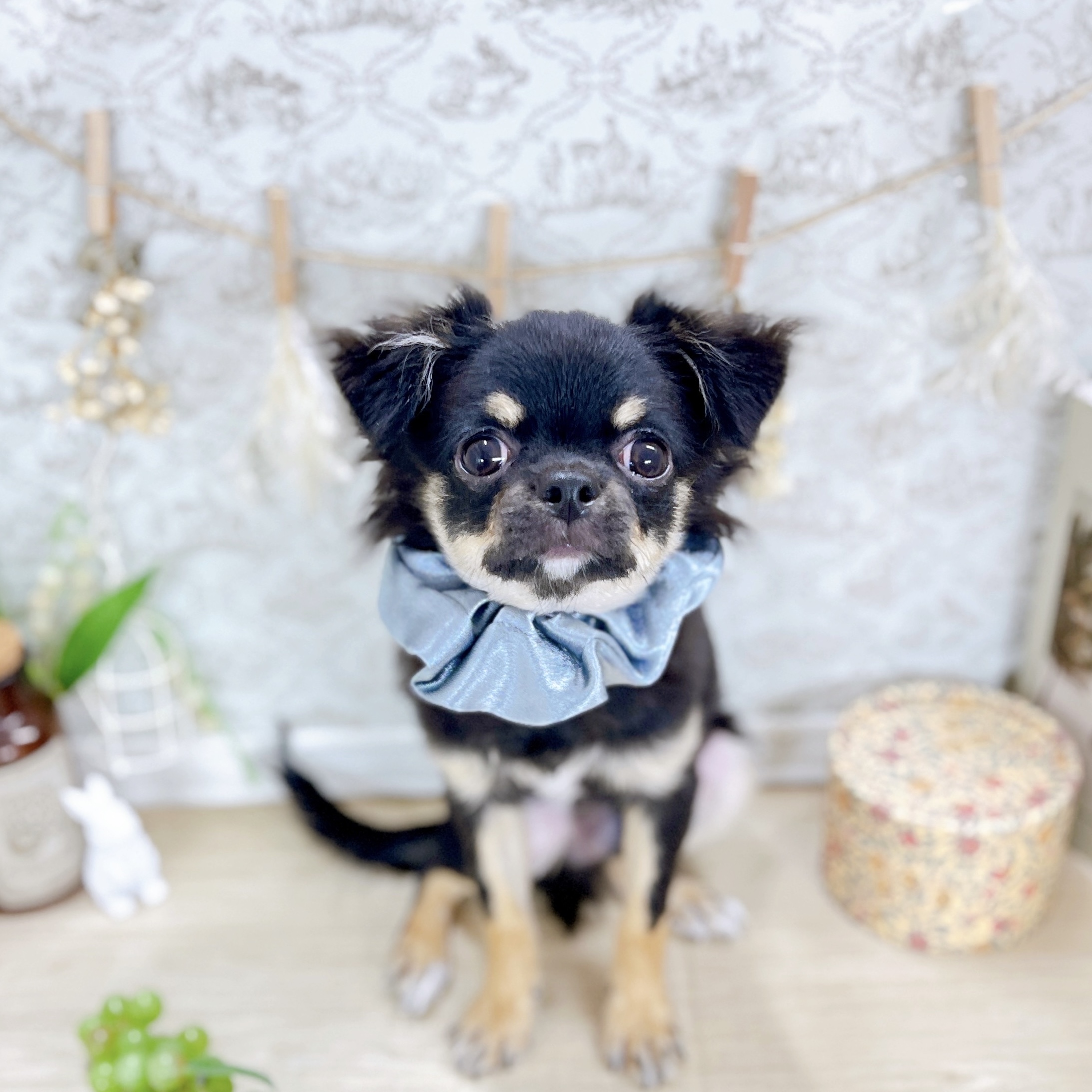 福井県のチワワ(ロング) (犬の家＆猫の里アミーゴ福井大和田店/2025年2月10日生まれ/男の子/ブラックタン)の子犬の1枚目の画像