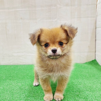三重県のポメチワ/チワポメ/ポメチー(ポメラニアン×チワワ) (犬の家＆猫の里三重桑名店/2025年2月13日生まれ/女の子/オレンジ)の子犬