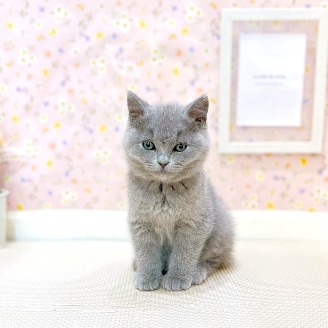 短毛シュシュ、ブルードット、わんちゃん猫ちゃん用 短毛シュシュ、ブルードット、わんちゃん猫ちゃん用 短毛