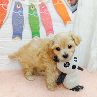 静岡県のマルプー(マルチーズ×プードル) (犬の家＆猫の里プレ葉ウォーク浜北店/2025年3月1日生まれ/男の子/アプリコット)の子犬