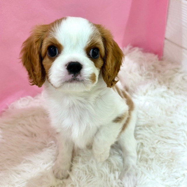 愛知県のキャバリアキングチャールズスパニエル (犬の家＆猫の里豊田店/2025年3月4日生まれ/女の子/ブレンハイム)の子犬