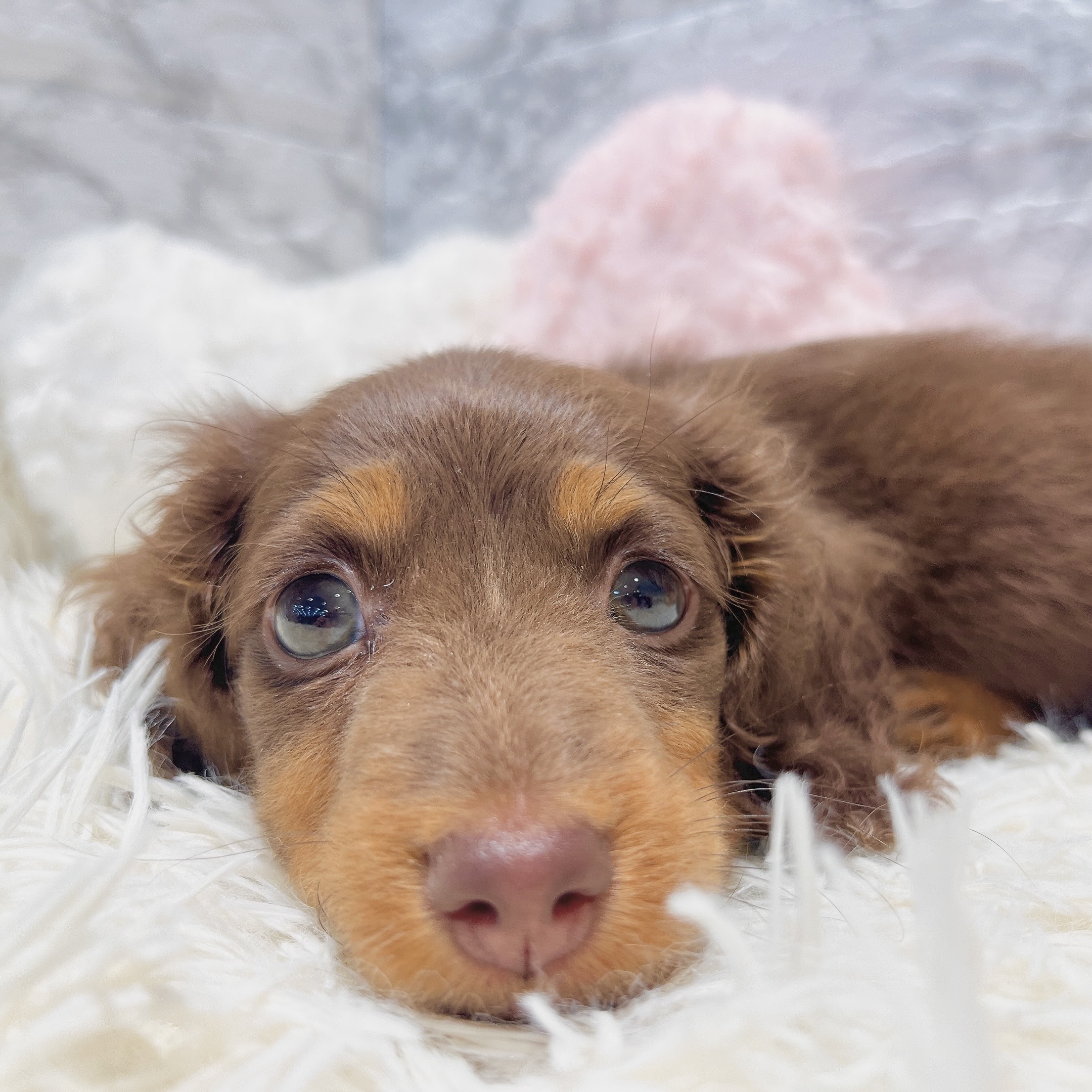愛知県のカニンヘンダックスフンド(ロング) (犬の家＆猫の里MiO香久山店/2025年3月9日生まれ/男の子/チョコレートタン)の子犬の2枚目の画像