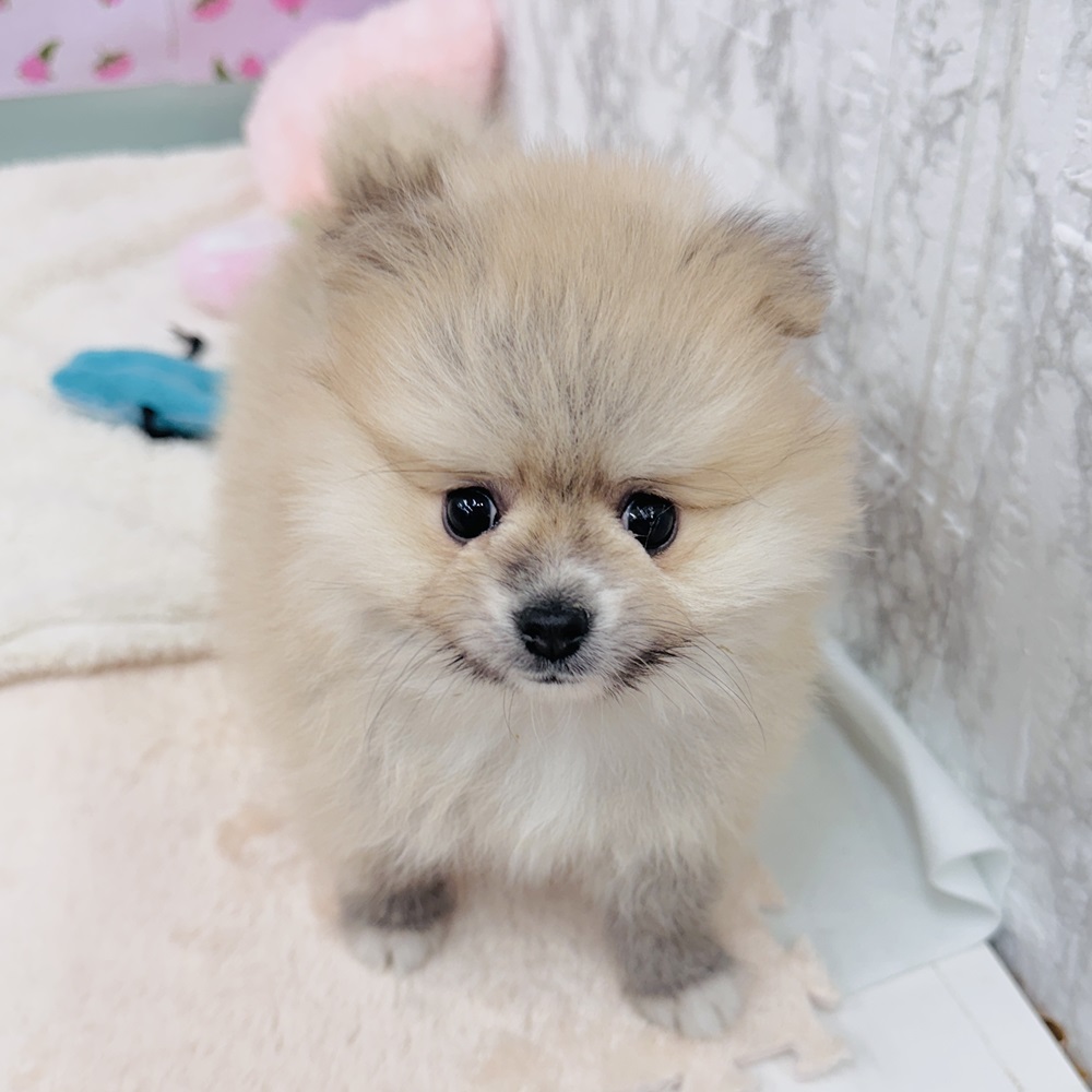 愛知県のポメラニアン (犬の家&猫の里エアポートウォーク店/2025年3月14日生まれ/男の子/オレンジセーブル)の子犬