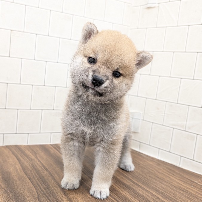 兵庫県の豆柴 (犬の家＆猫の里カナート西神戸店/2025年3月12日生まれ/男の子/赤)の子犬