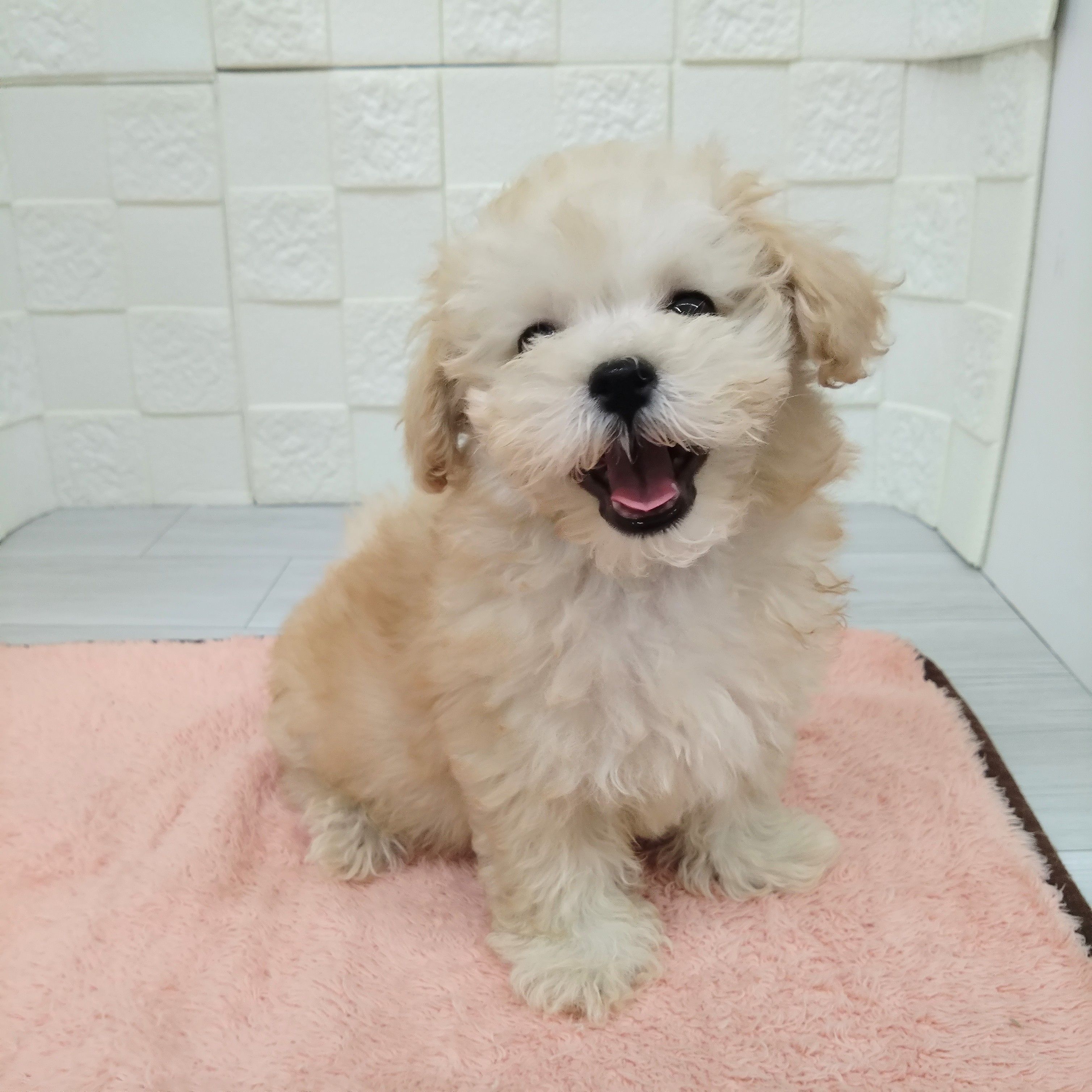 愛知県のマルプー(マルチーズ×プードル) (犬の家＆猫の里碧南店/2025年3月19日生まれ/男の子/クリーム)の子犬の2枚目の画像