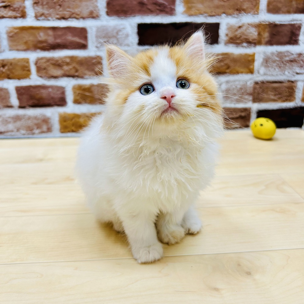 愛知県のスコティッシュフォールド (犬の家＆猫の里七宝店/2025年3月20日生まれ/男の子/レッドタビーホワイトバン)の子猫の2枚目の画像