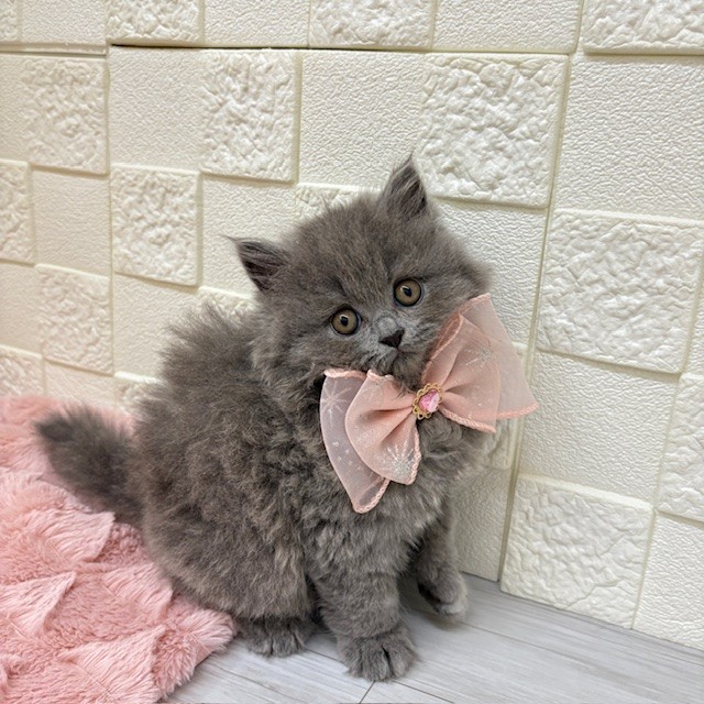 愛知県のブリティッシュロングヘアー (犬の家＆猫の里碧南店/2025年3月21日生まれ/女の子/ブルー)の子猫の2枚目の画像