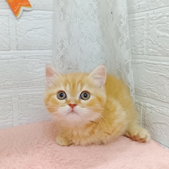 静岡県のミヌエット (犬の家＆猫の里プレ葉ウォーク浜北店/2025年3月20日生まれ/男の子/レッドタビー)の子猫