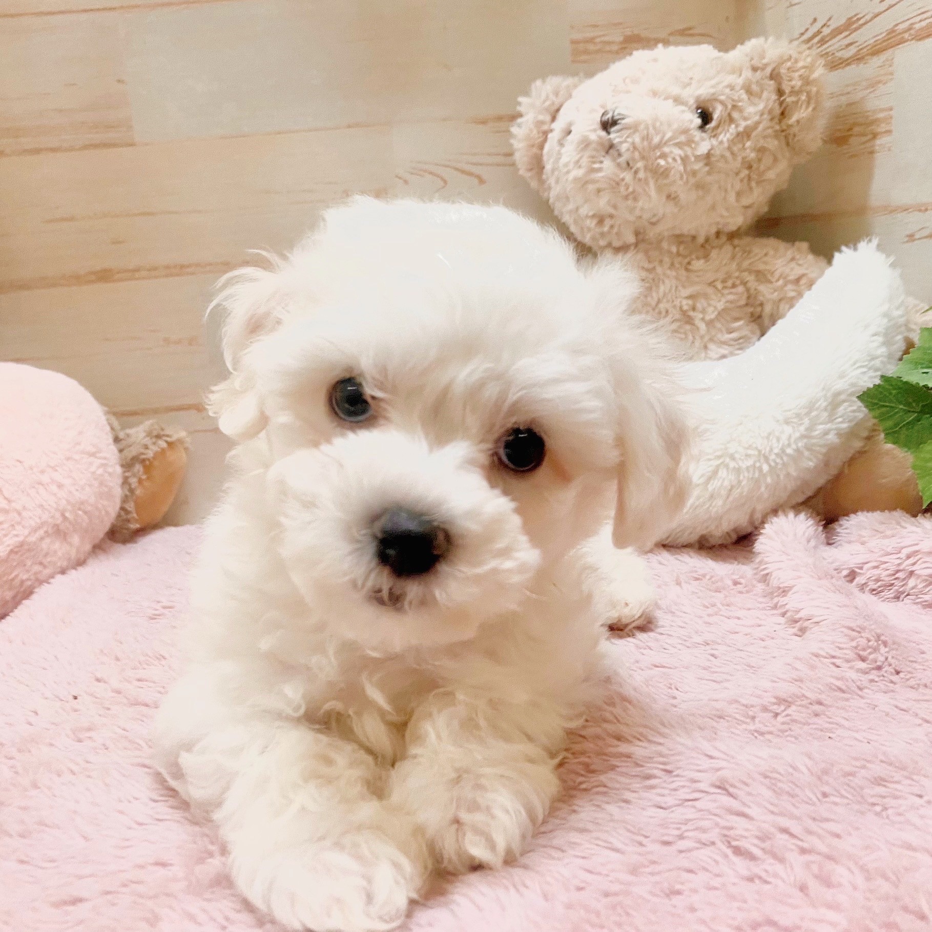 兵庫県のビションフリーゼ (犬の家＆猫の里神戸店/2025年3月29日生まれ/男の子/ホワイト)の子犬の2枚目の画像