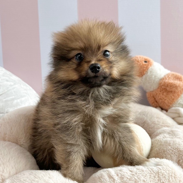 岡山県のポメラニアン (犬の家＆猫の里倉敷中庄店/2025年4月3日生まれ/男の子/オレンジセーブル)の子犬の2枚目の画像