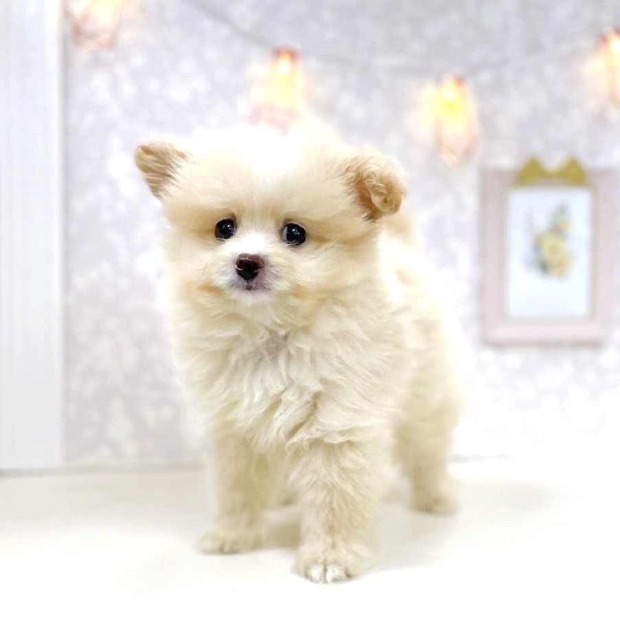富山県のポメプー(ポメラニアン×プードル) (犬の家＆猫の里アミーゴ高岡蓮花寺店/2025年4月3日生まれ/男の子/クリームホワイト)の子犬の2枚目の画像
