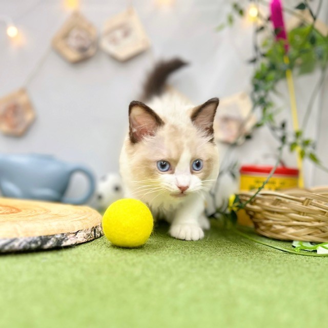 千葉県のラグドール (犬の家＆猫の里ワンズモール稲毛店/2025年3月24日生まれ/男の子/シールポイントバイカラー)の子猫の2枚目の画像